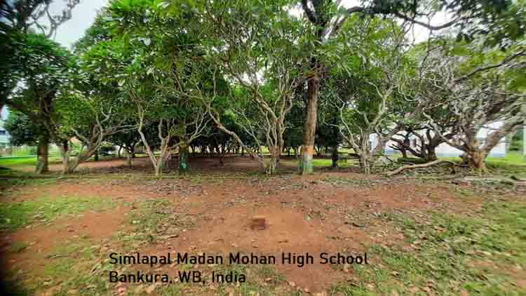 School garden and trees